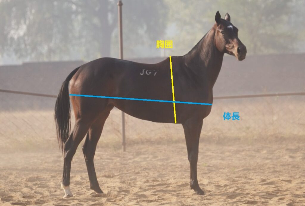 馬の体重増減が明かす勝敗の真相！パドックで見落とす危険な兆候