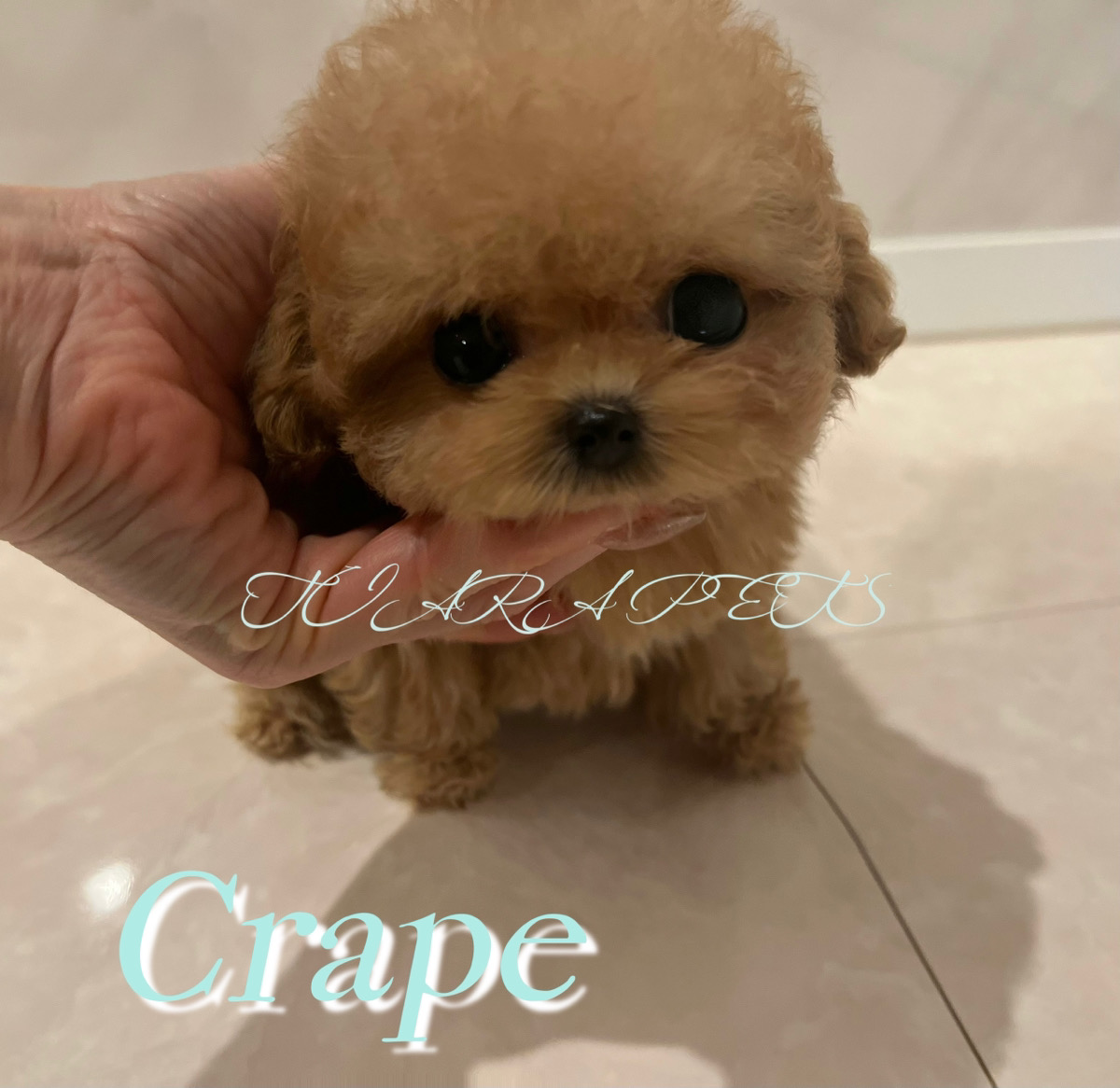 マイクロティーカッププードルの真実｜成犬で後悔する噂と寿命【2026】