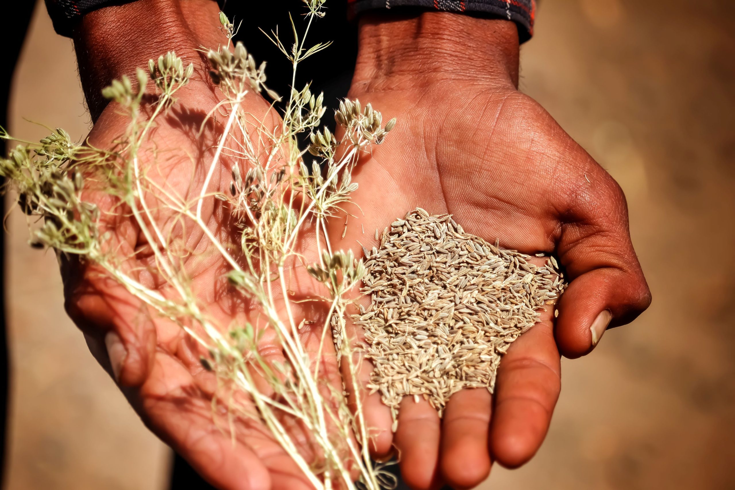 What Plant Does Cumin Come From
