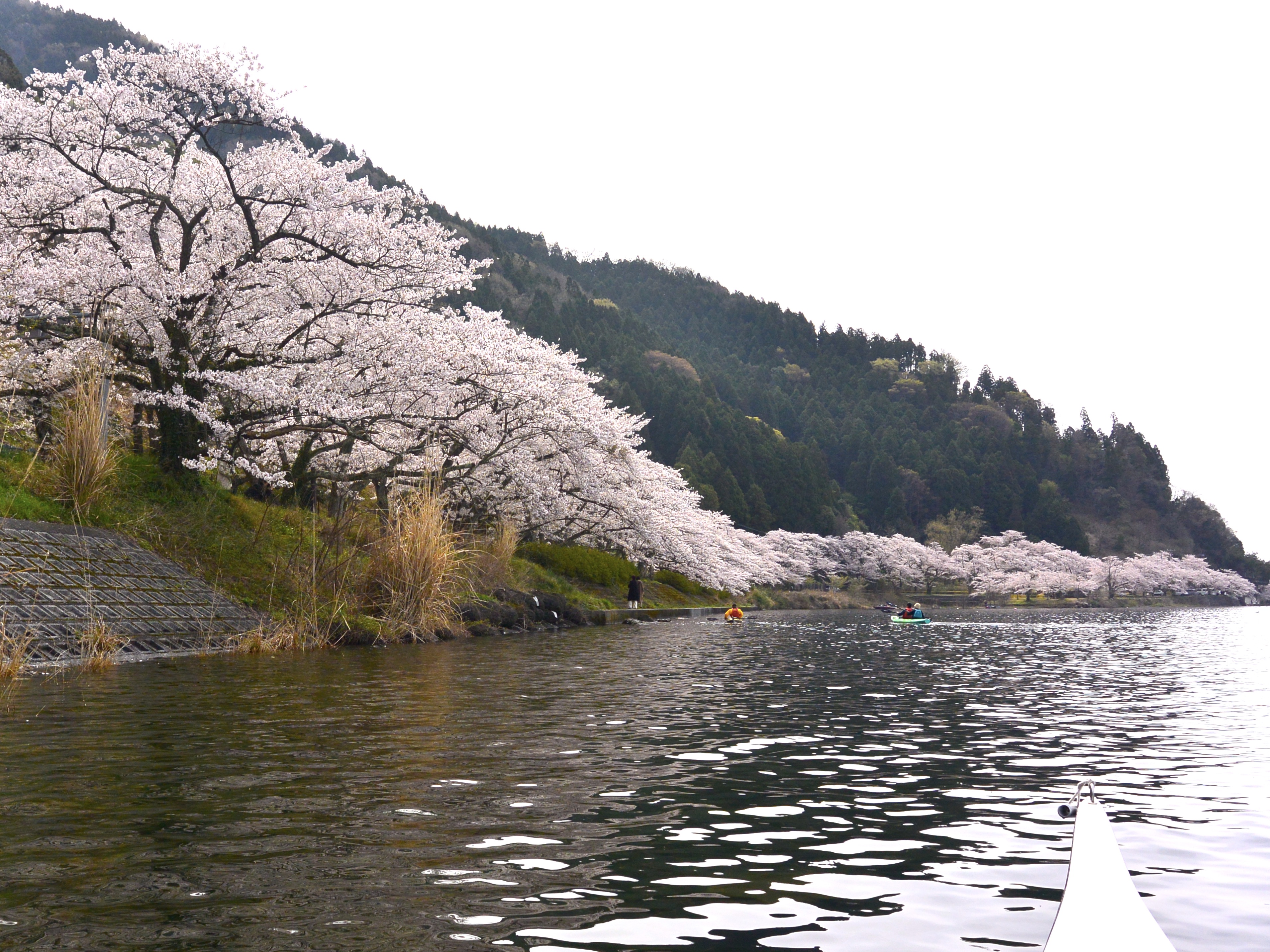 海津大崎の桜2026徹底総括！見頃時期や交通規制・混雑回避の真実