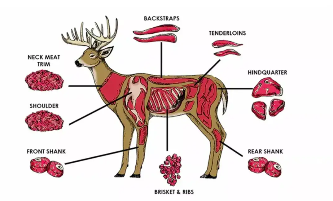 What Is Deer Backstrap