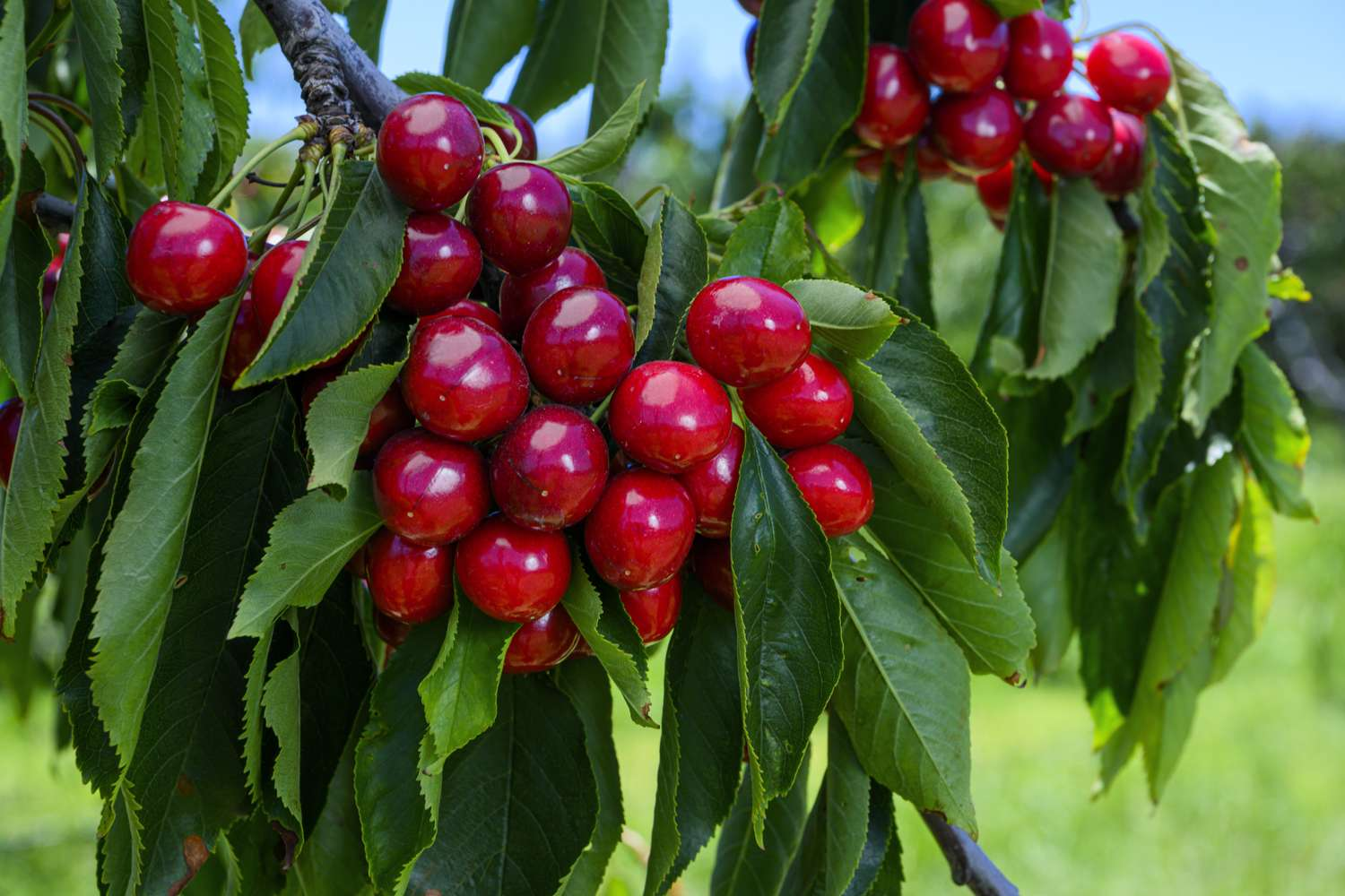 Where Are the Best Cherries Grown