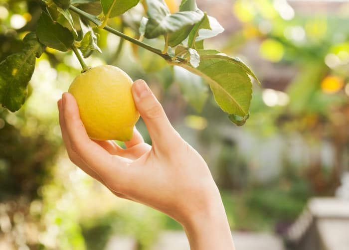 When to Pick a Lemon