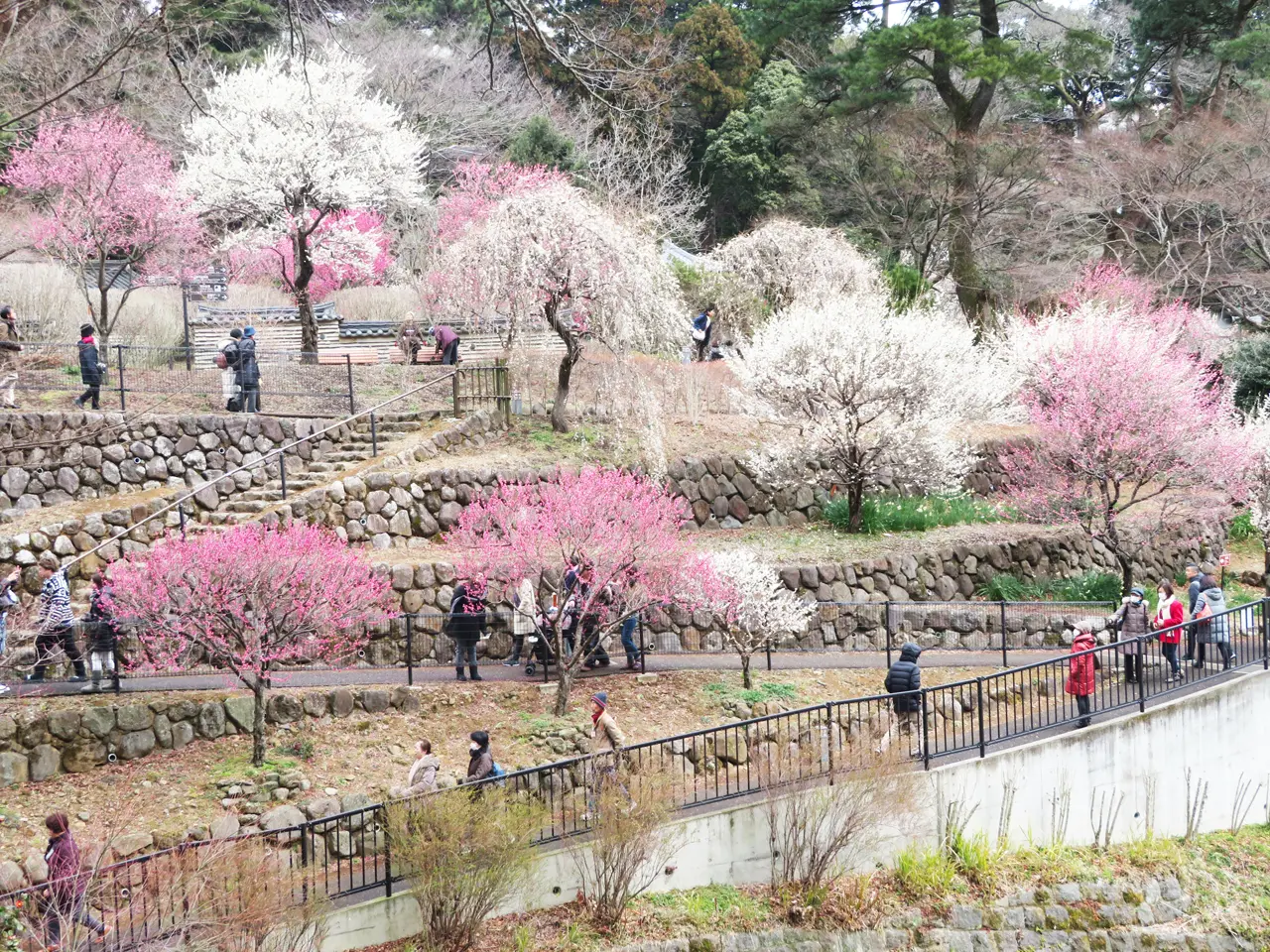 熱海の梅2026見頃と開花速報！梅園まつり混雑回避と割引完全ガイド