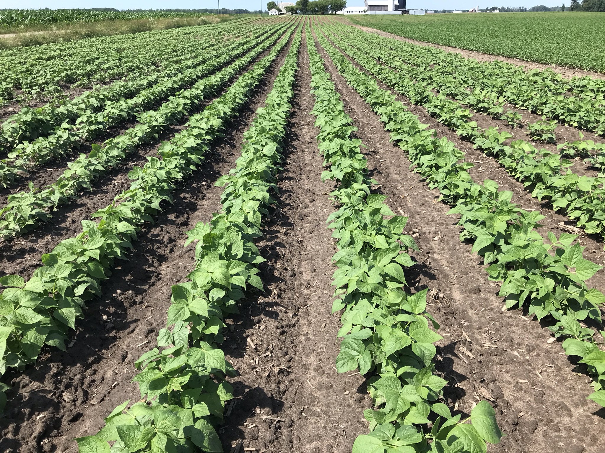 町田Bean Farmの魅力と評判を徹底解剖！混雑や名物プリンの真相