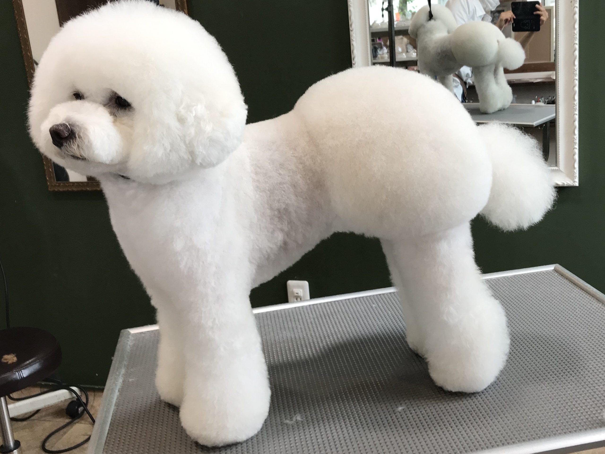 愛犬のおパンツカットで後悔？失敗防ぐ頼み方と毛玉対策をプロが徹底解説