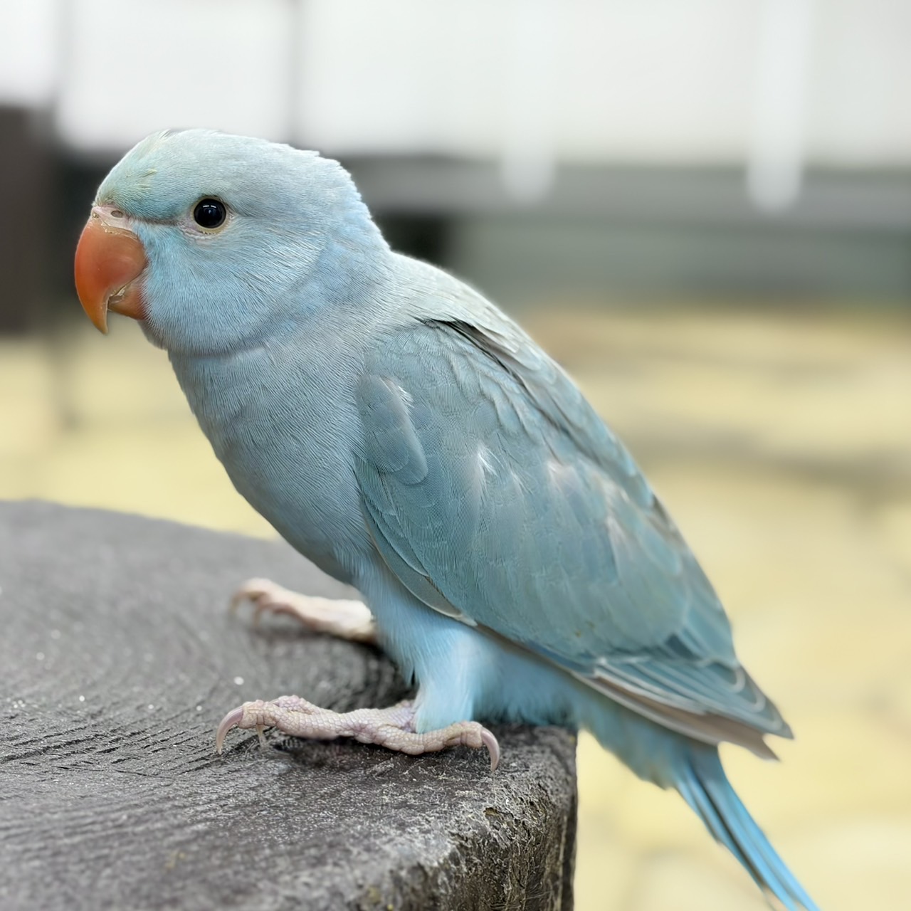 東京で大繁殖するワカケホンセイインコ野生化の真相と2026年の今