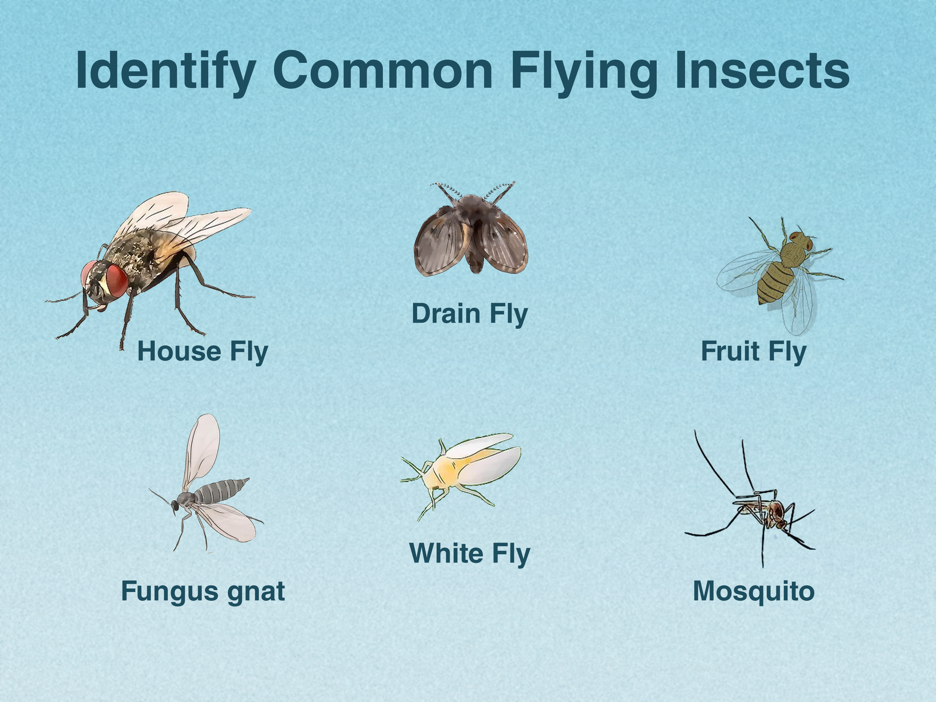 Bugs Flying in House