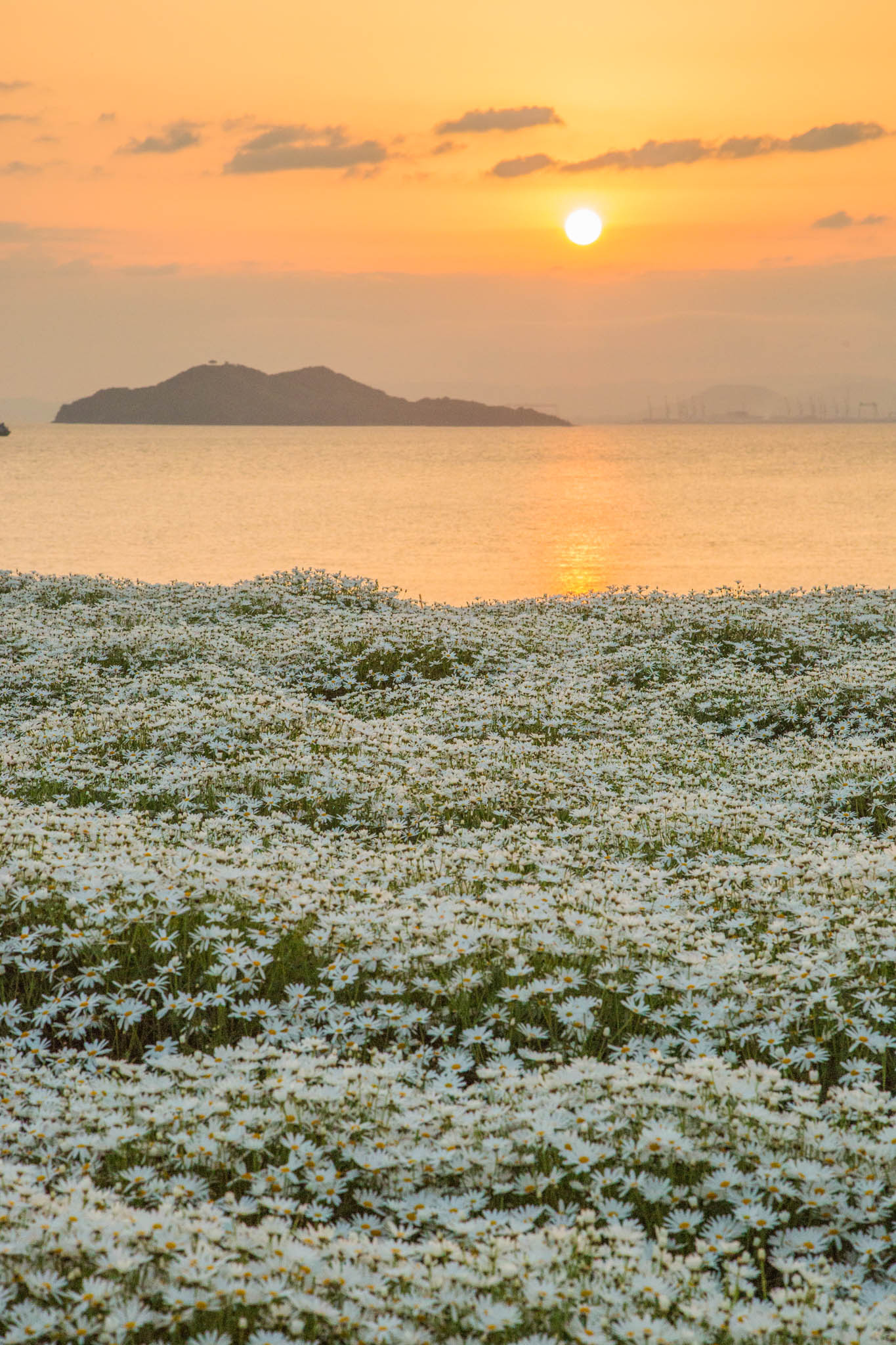 フラワーパーク浦島2026完全予約制の真相とマーガレット満開攻略法