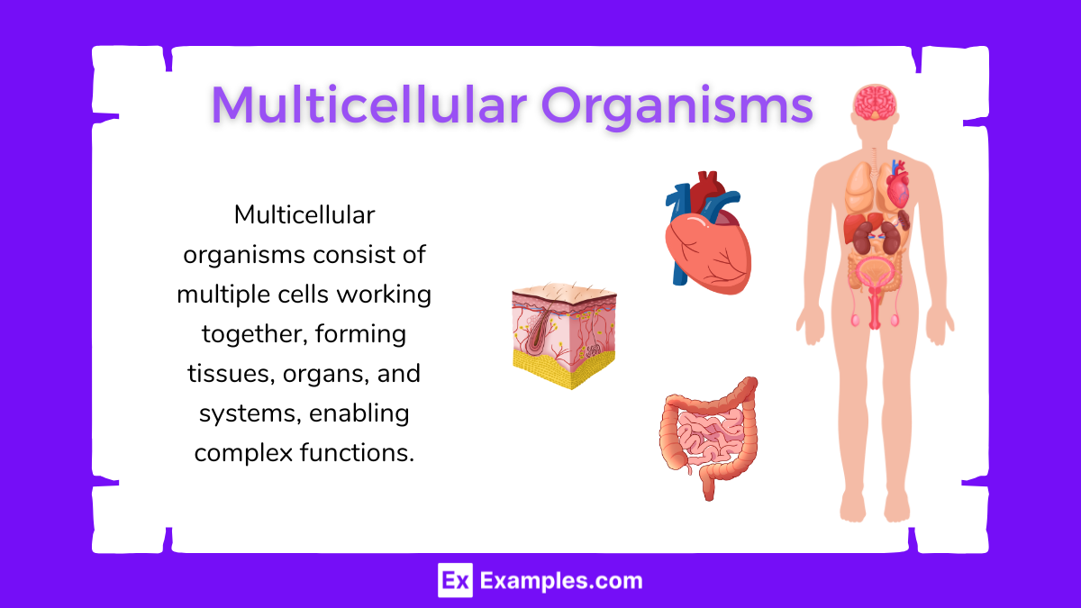 Multicellular Examples
