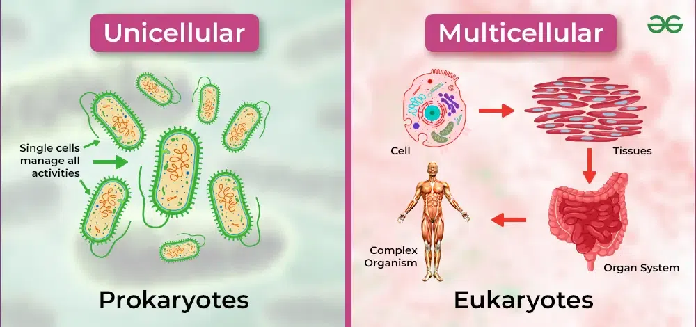 What Are Multicellular Animals