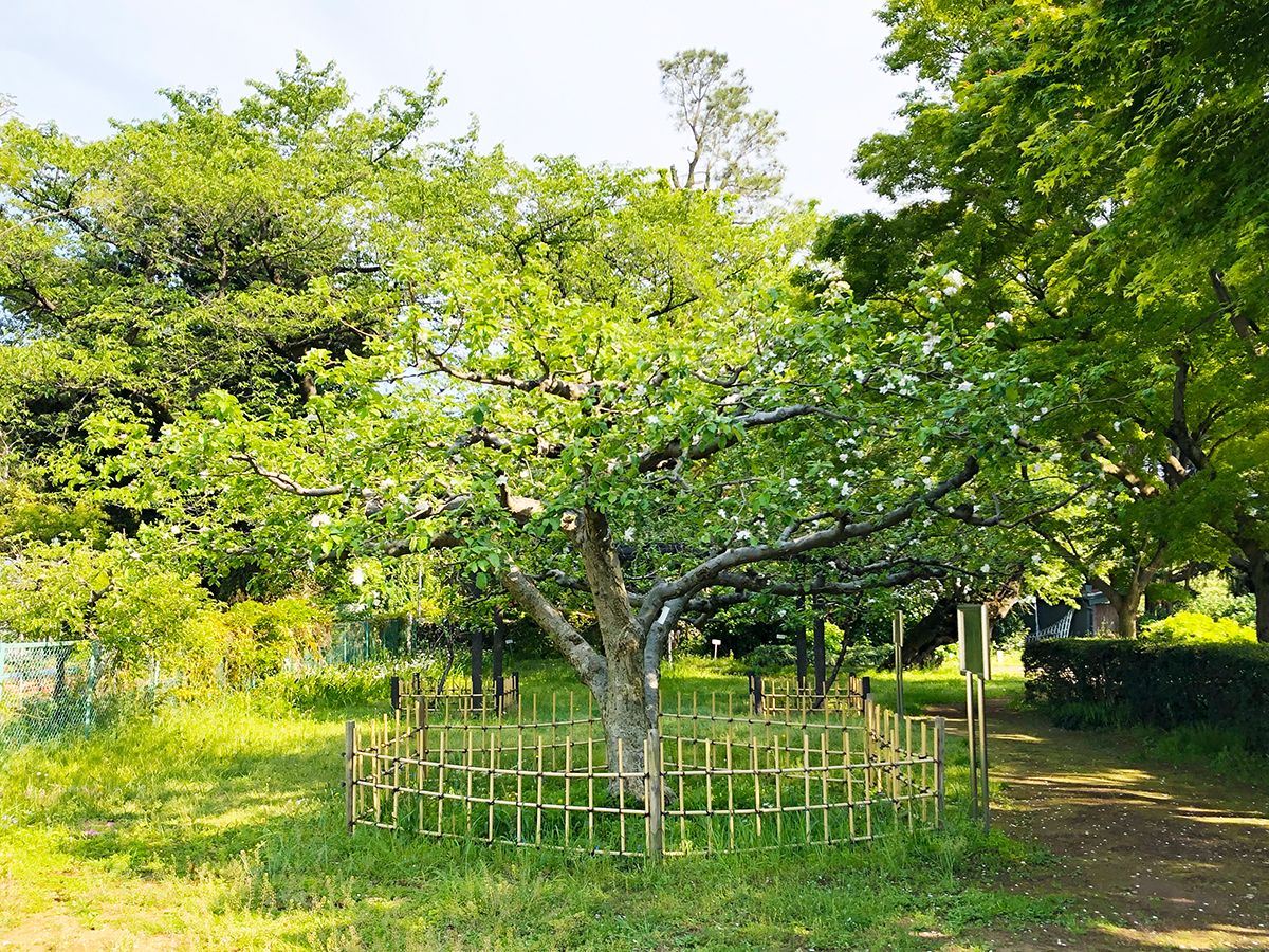 ニュートンのりんごの木は日本にある？逸話の嘘と国内植樹先を追跡