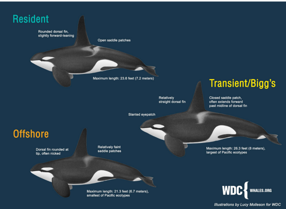 Are Orcas Considered Whales