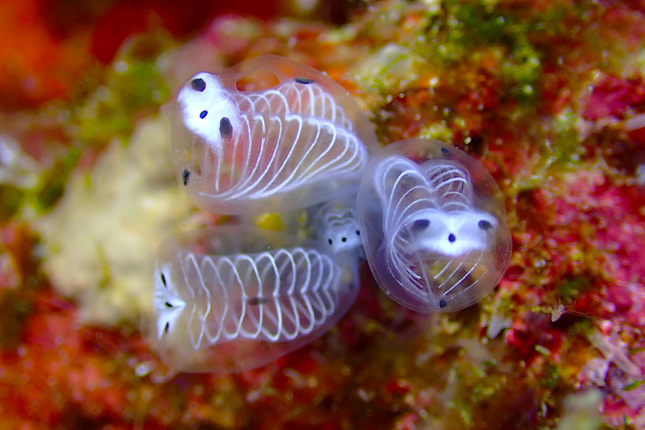 ガイコツパンダホヤの正体とは？久米島で話題の怪生物と学名の真相