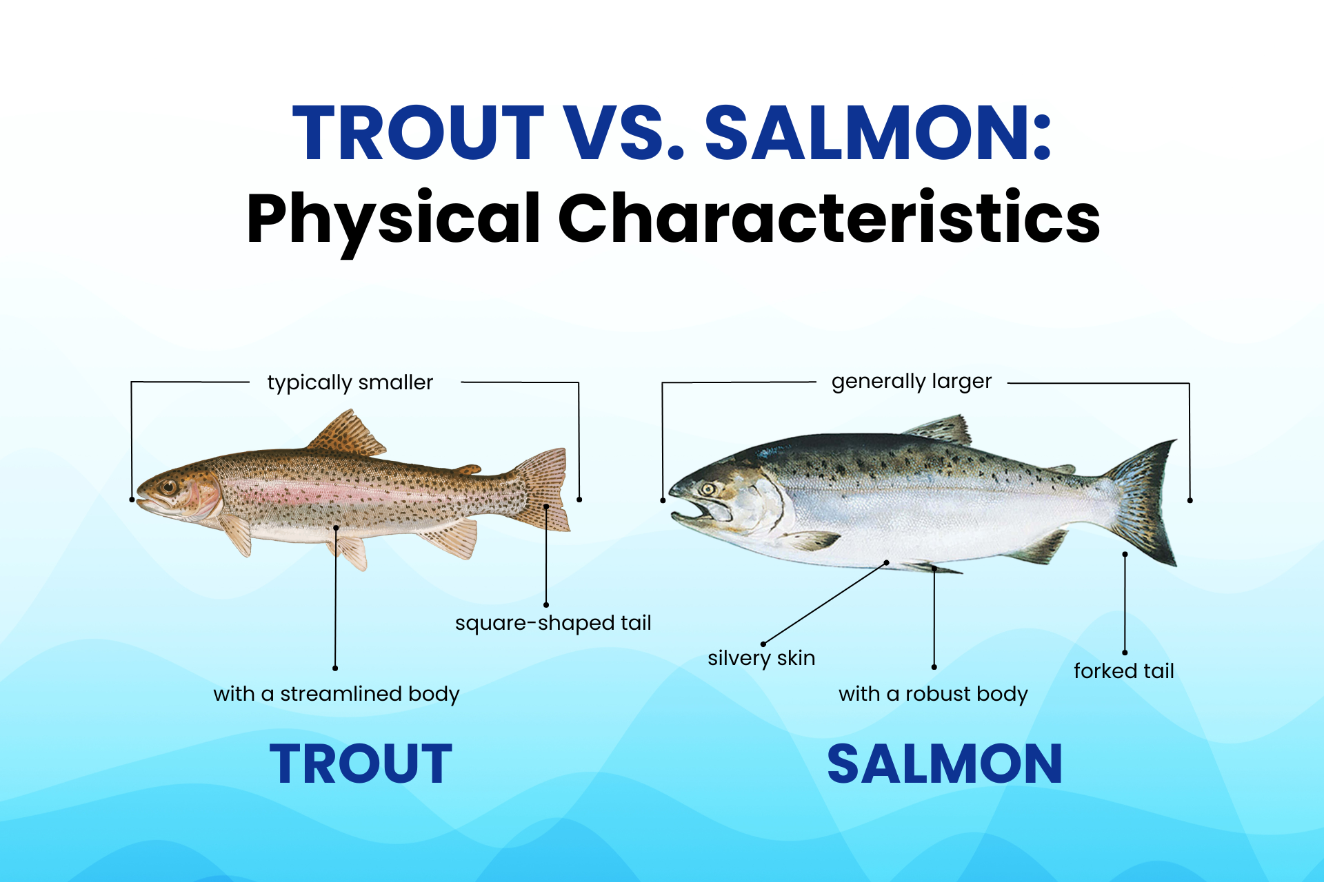 Difference Between Trout and Salmon