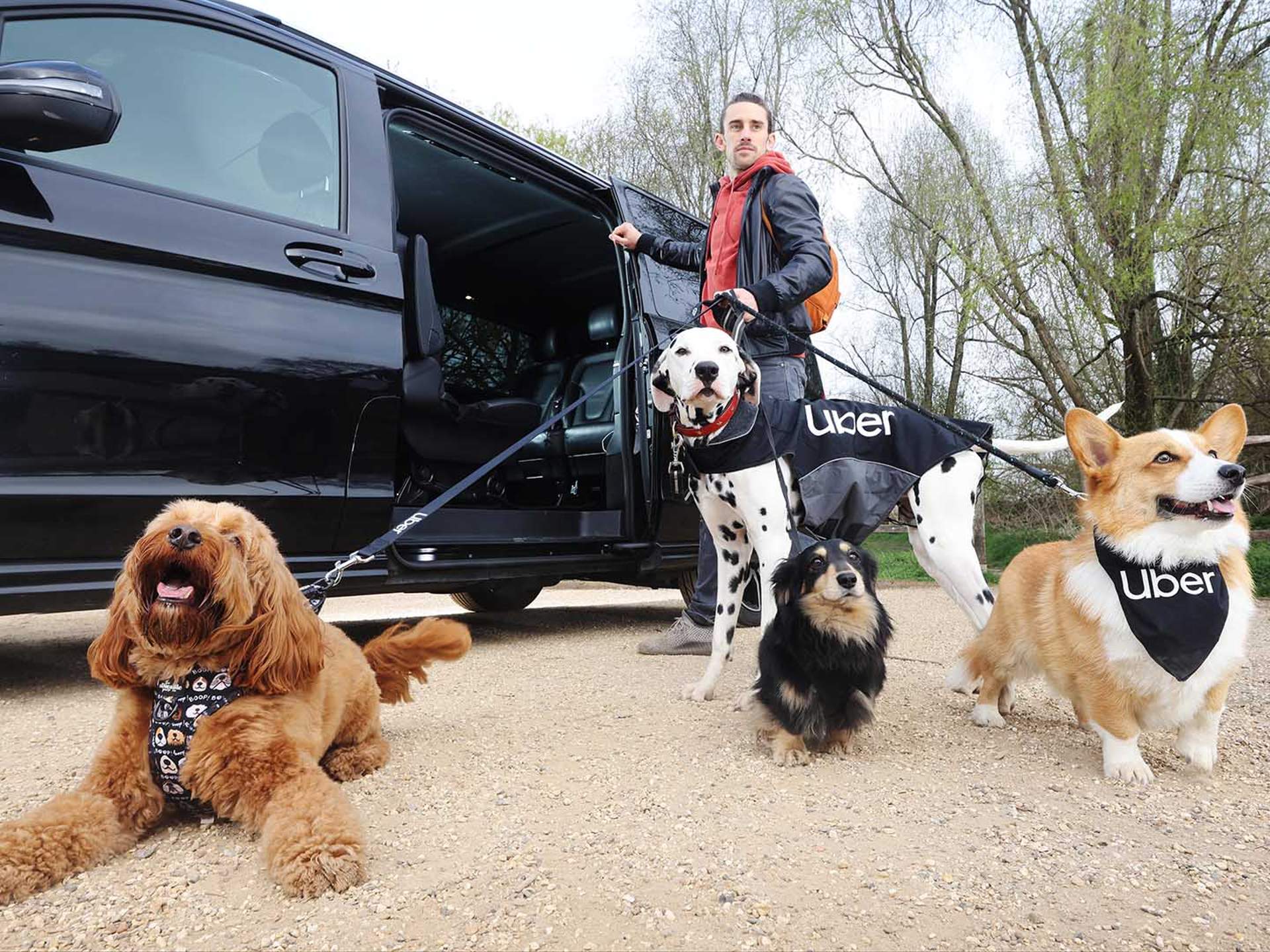 Can You Take a Dog with Uber