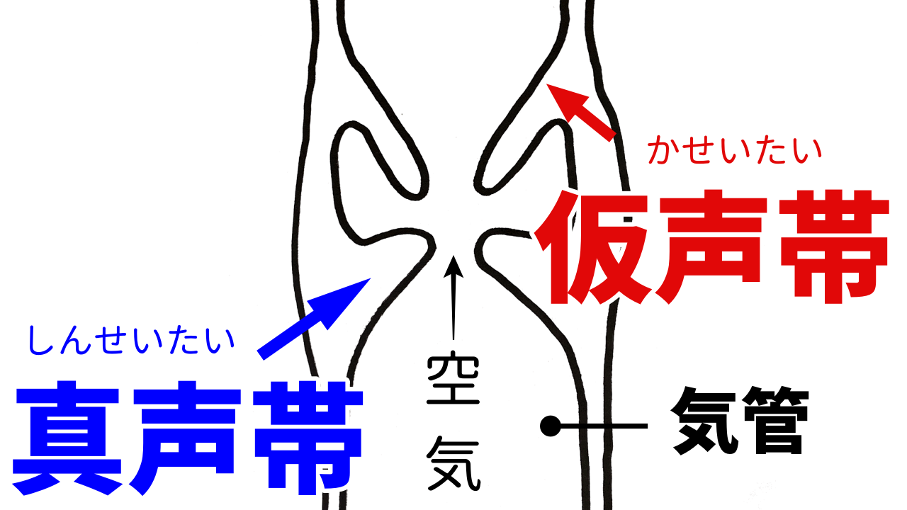 Adoの迫力はどう宿る？喉を痛めないがなり声の出し方と仮声帯の真相