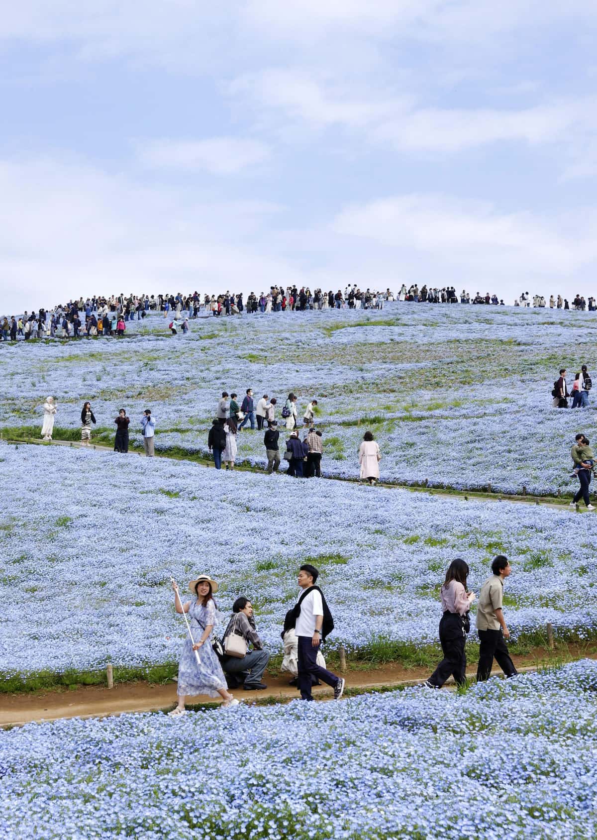 2026年ひたち海浜公園ネモフィラ完全攻略！見頃と混雑回避術