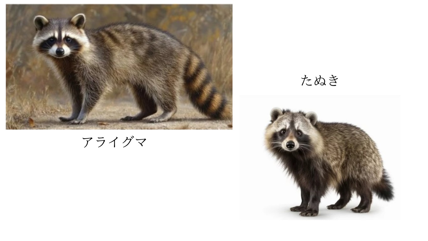 タヌキとアライグマの違いとは？尾と足跡で見分ける極秘害獣対策