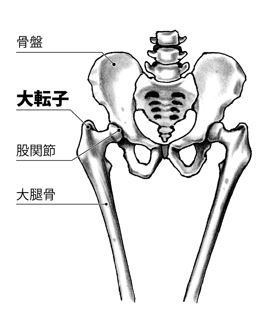 大転子部とは？痛みの原因と出っ張りの真相・改善ストレッチを徹底解説