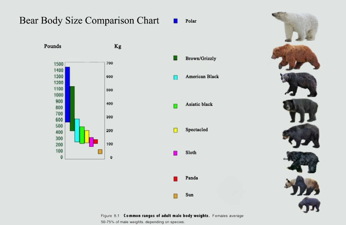 Average Weight of a Bear