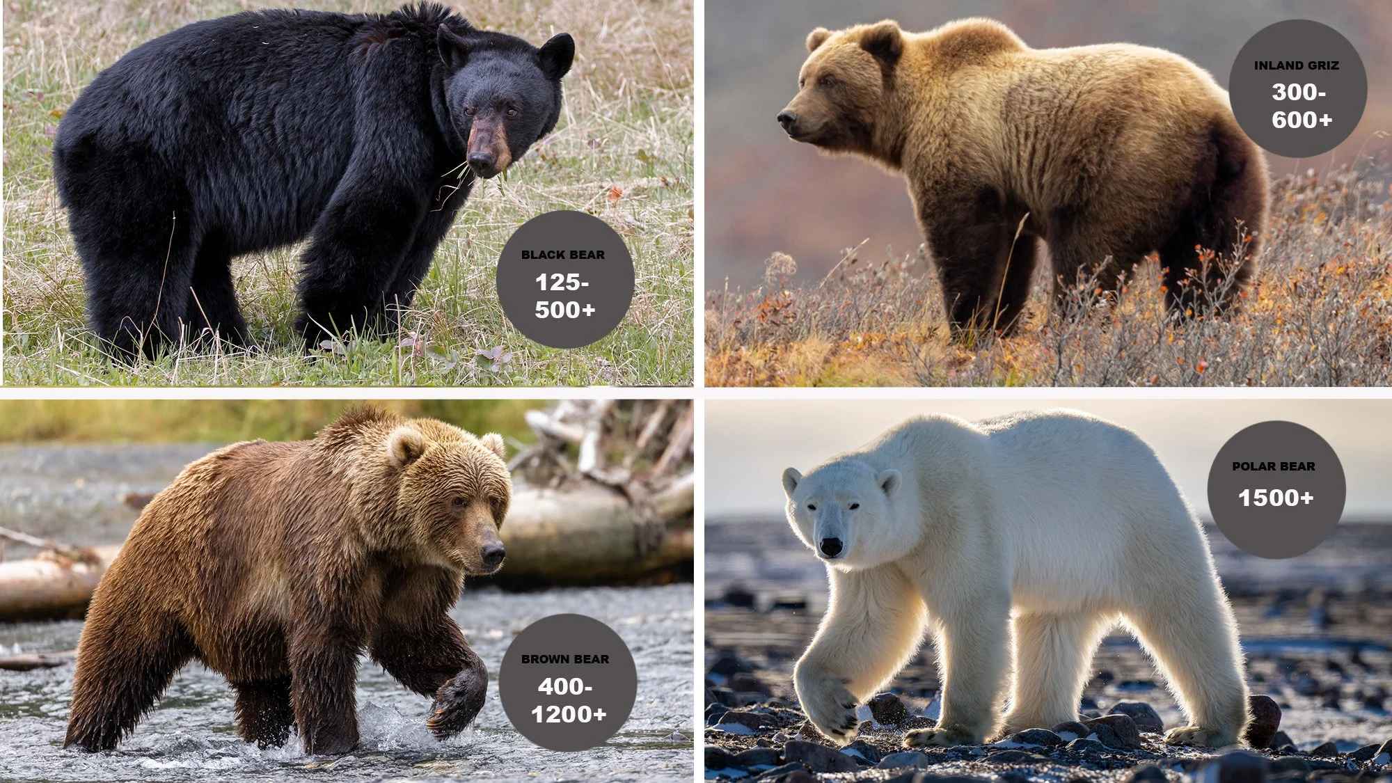 How Much Does a Grizzly Weigh