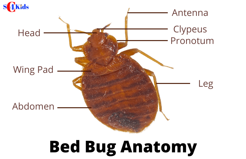 Do Bed Bugs Have Long Antennae