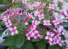 【画像あり】 ブバルディア 花 言葉 最新写真集＆動画まとめ #914