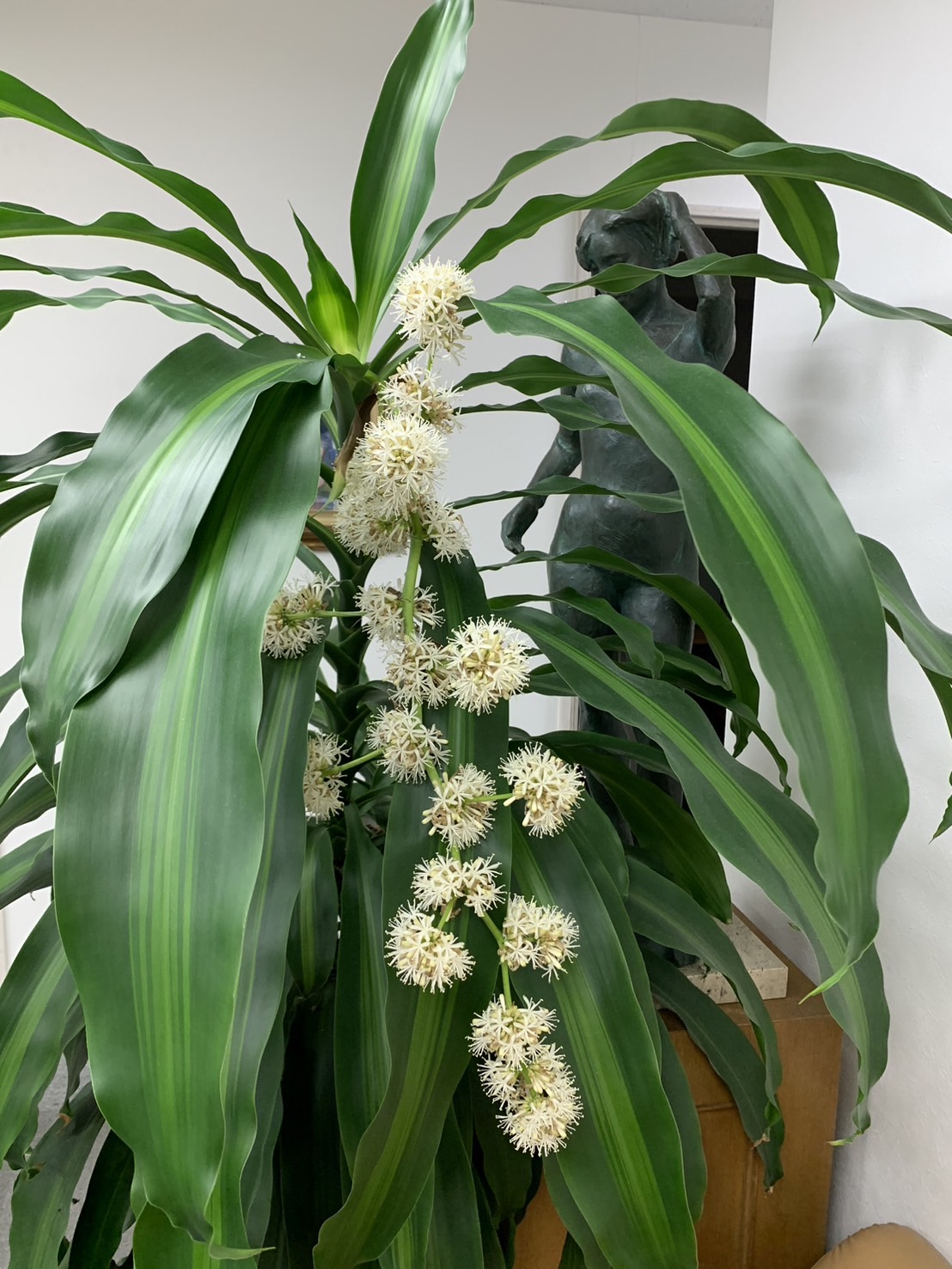 幸福の木の花が咲くのは不吉？10年に一度の開花理由と甘い匂いの真相