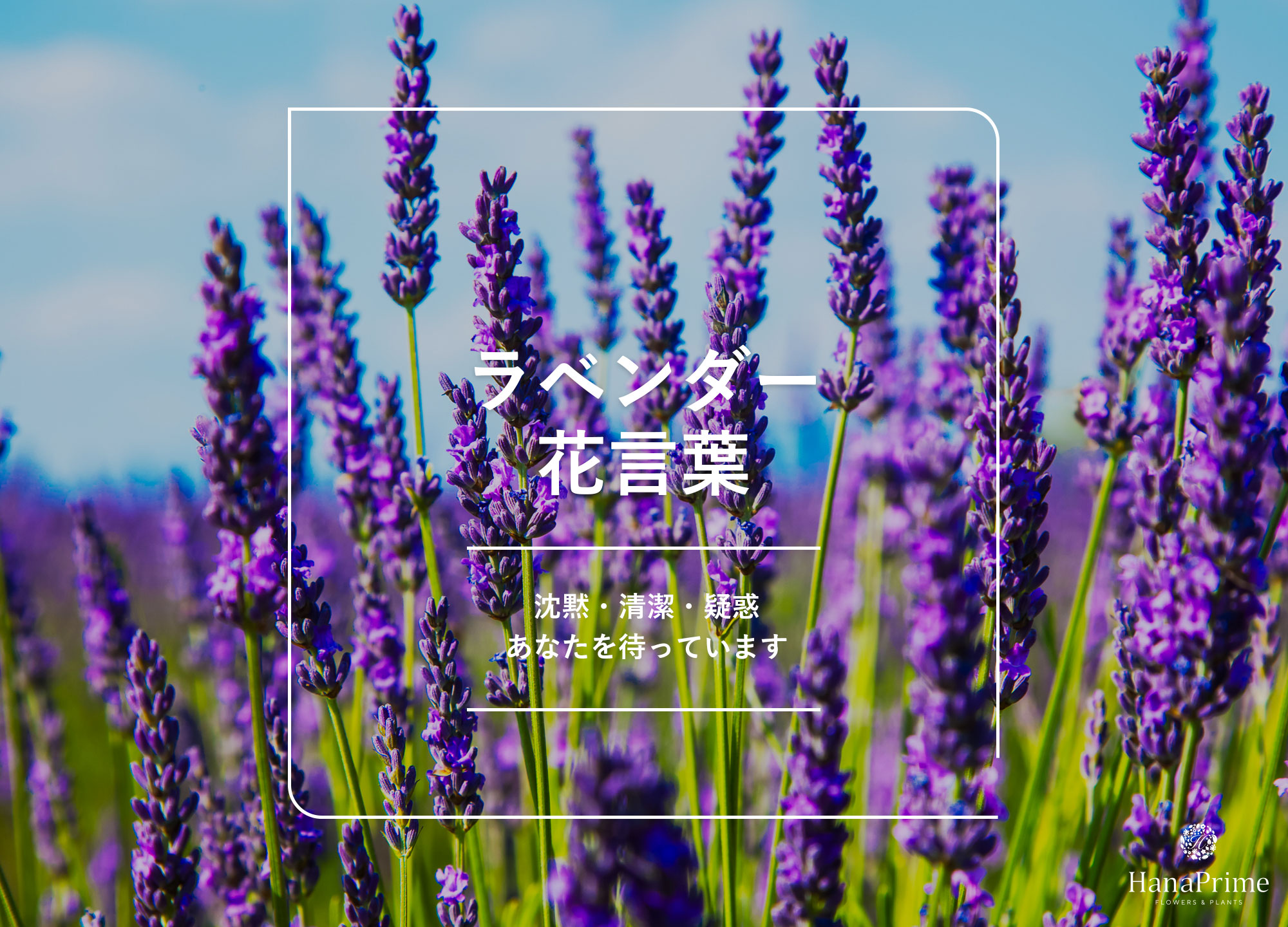 【2026年最新】ラベンダーの花言葉に隠された意外な真実「沈黙」と「疑惑」が語る物語とは？贈り物で失敗しない色別ガイド