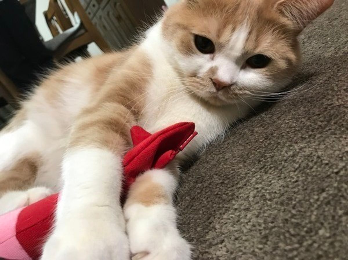猫アレルギーでも猫は飼える！諦めない最新対策と後悔ゼロの全知識