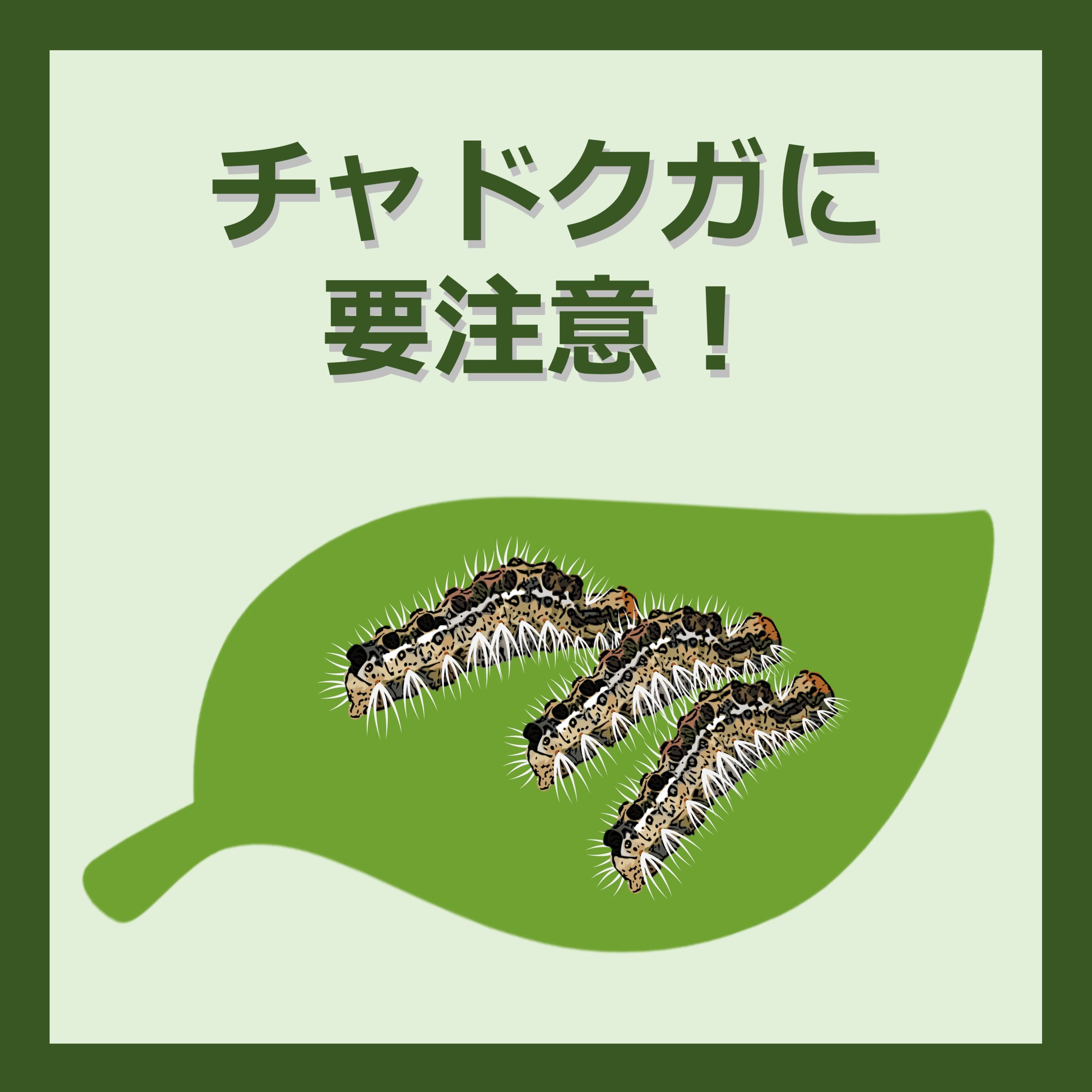 チャドクガ皮膚炎は人にうつる？家族の二次被害と正しい洗濯・対処法