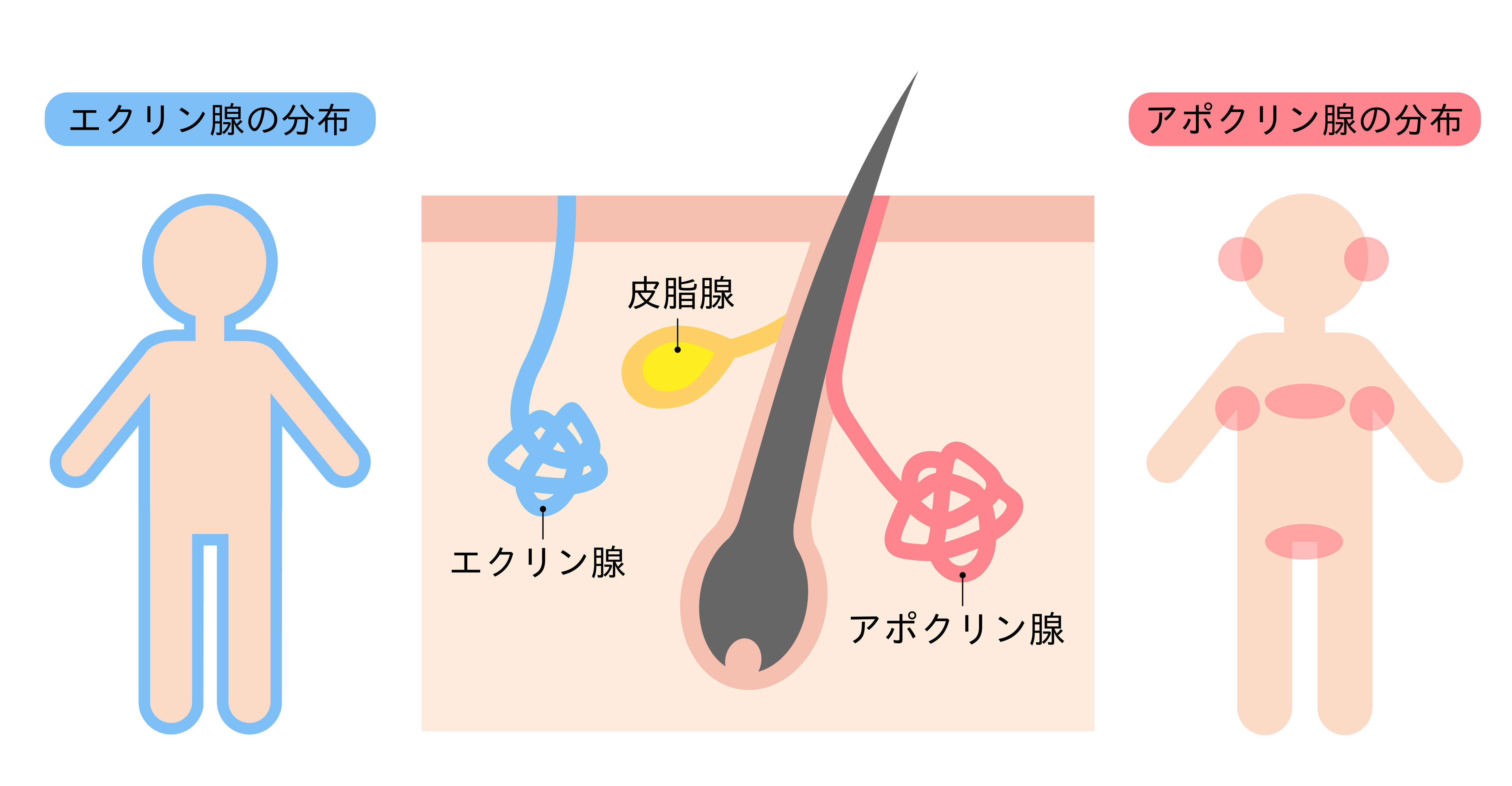 チチガとは？胸のニオイの原因・特徴と自分でできるチェック＆治療法解説