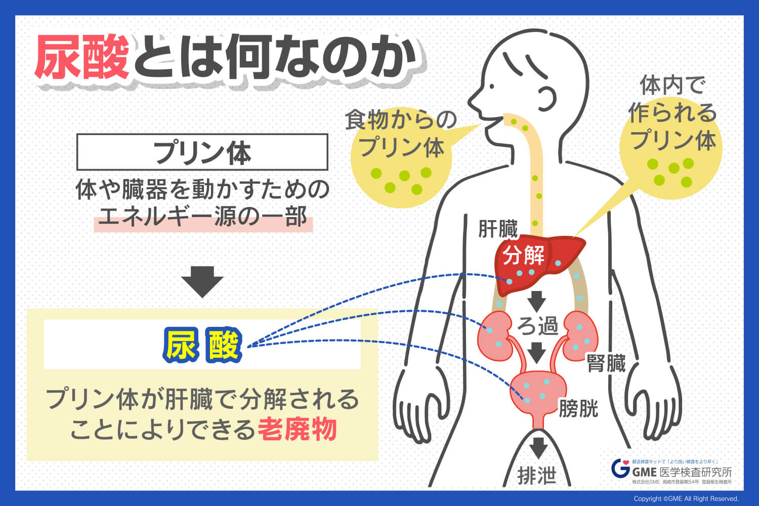 痛風の元凶「プリン体」とは？尿酸値の仕組みと正しい食事・排出法