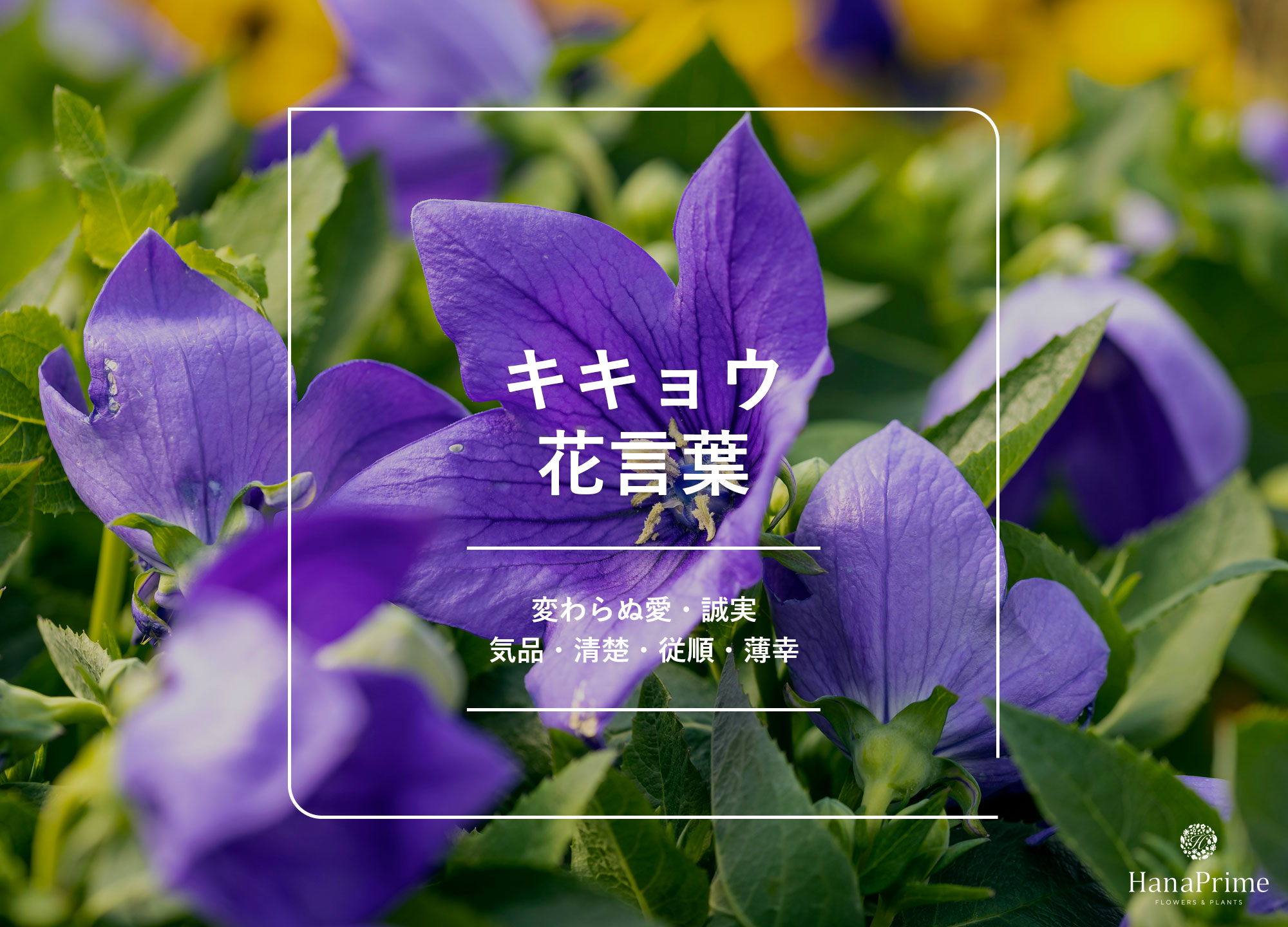 桔梗の花言葉に怖い裏の意味？「永遠の愛」の真相と色別の意味を徹底解明