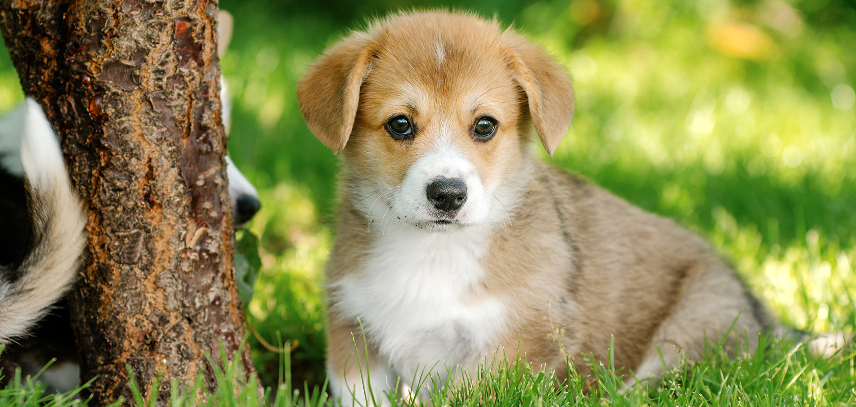 【最新】 犬 と 泊まれる 宿 関東 私服＆私生活最新ショット #851