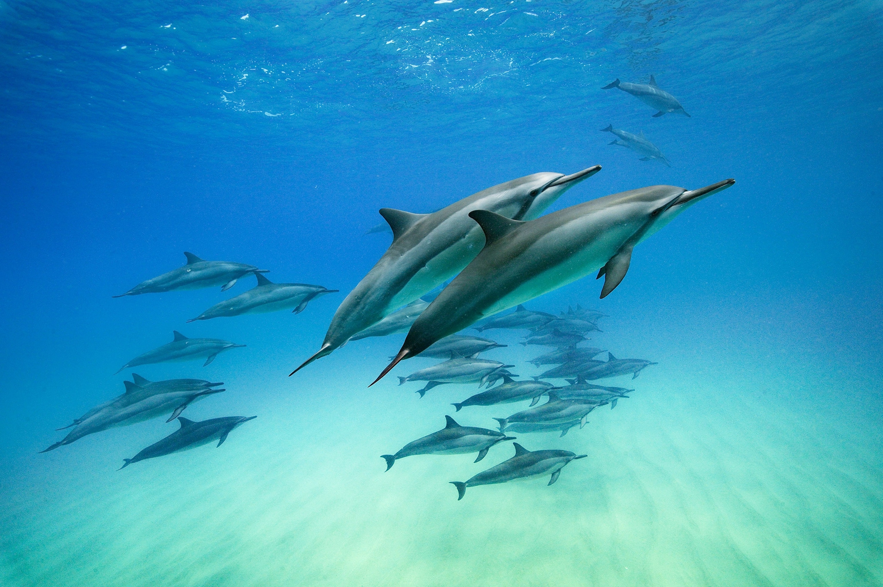 Information About Dolphins Habitat