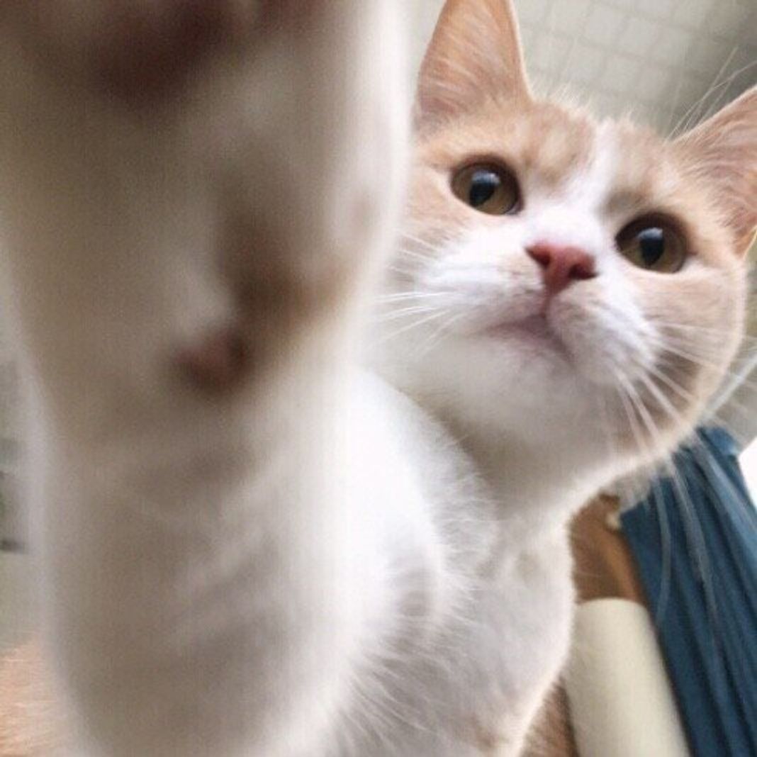 猫パンチの理由と心理を解明！痛い威嚇と甘えの境界線と正しい対処法