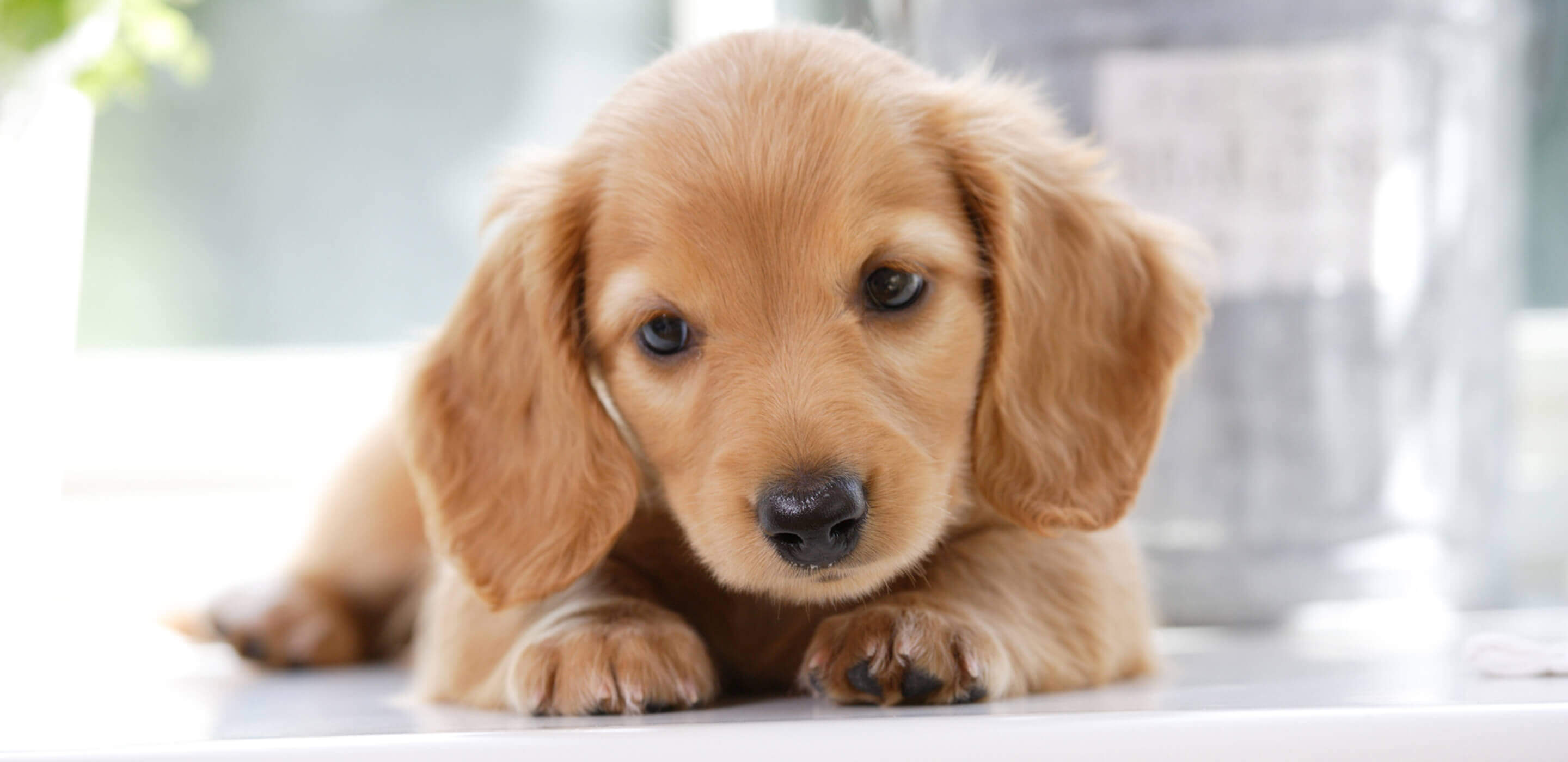 北海道の子犬無料譲渡の真相！里親募集に潜む費用と審査のリアル