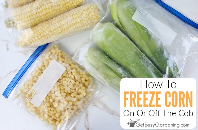 Can You Freeze Uncooked Corn