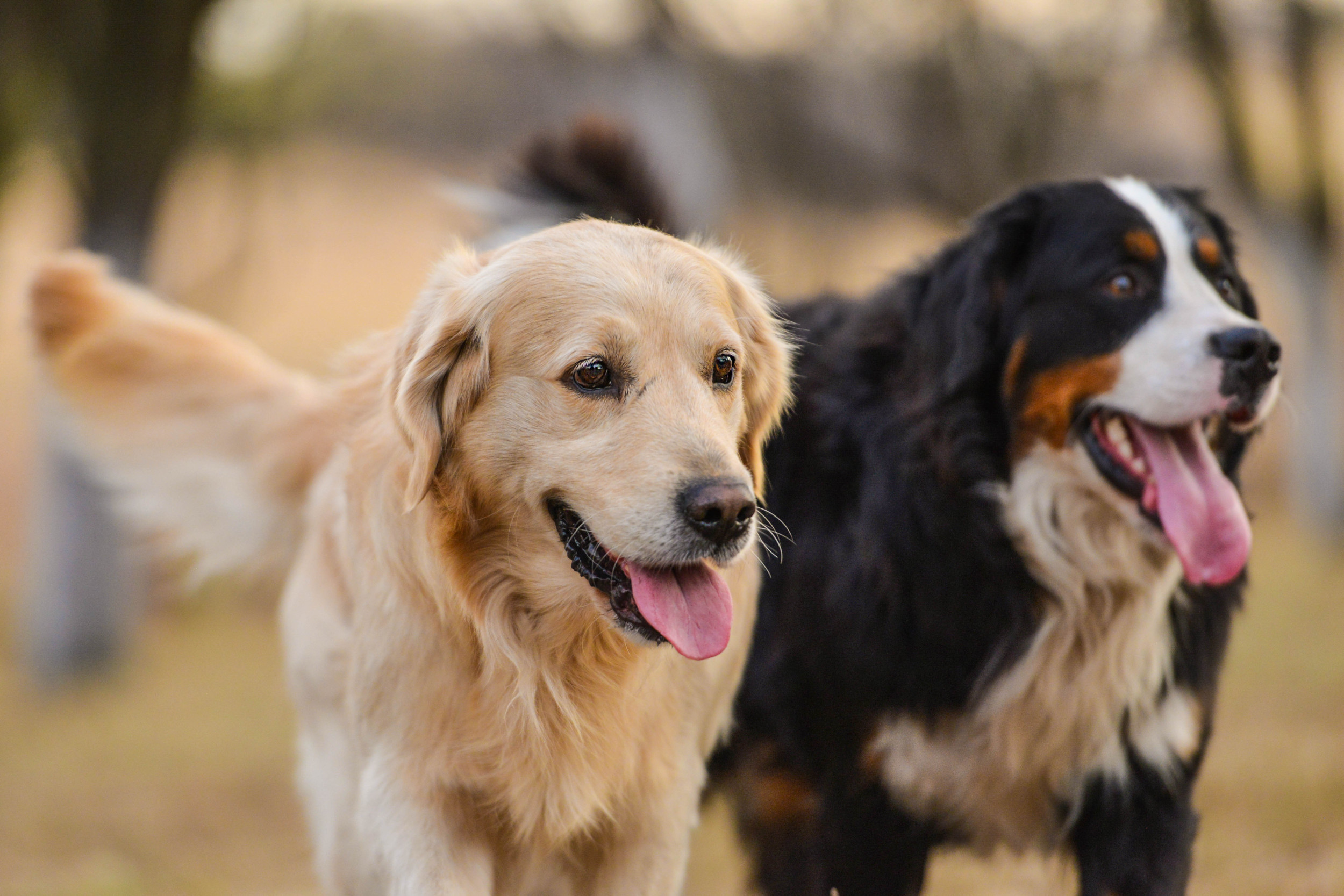 代々木公園で犬散歩体験！Dog Heart東京の料金と口コミ評判【2026】