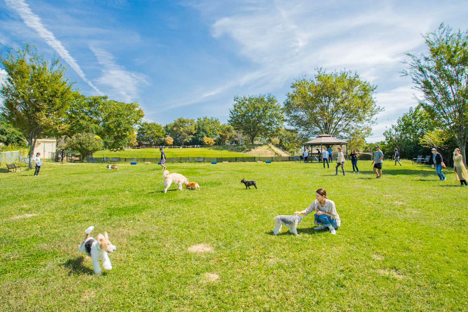 世界の名犬牧場を徹底取材！料金割引やふれあい・混雑の評判を検証