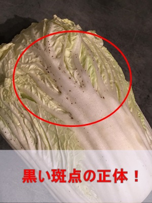 「カビじゃない！」白菜の“黒いシミ”急増に隠された2026年気候変動の真実と、絶対に捨ててはいけない科学的理由