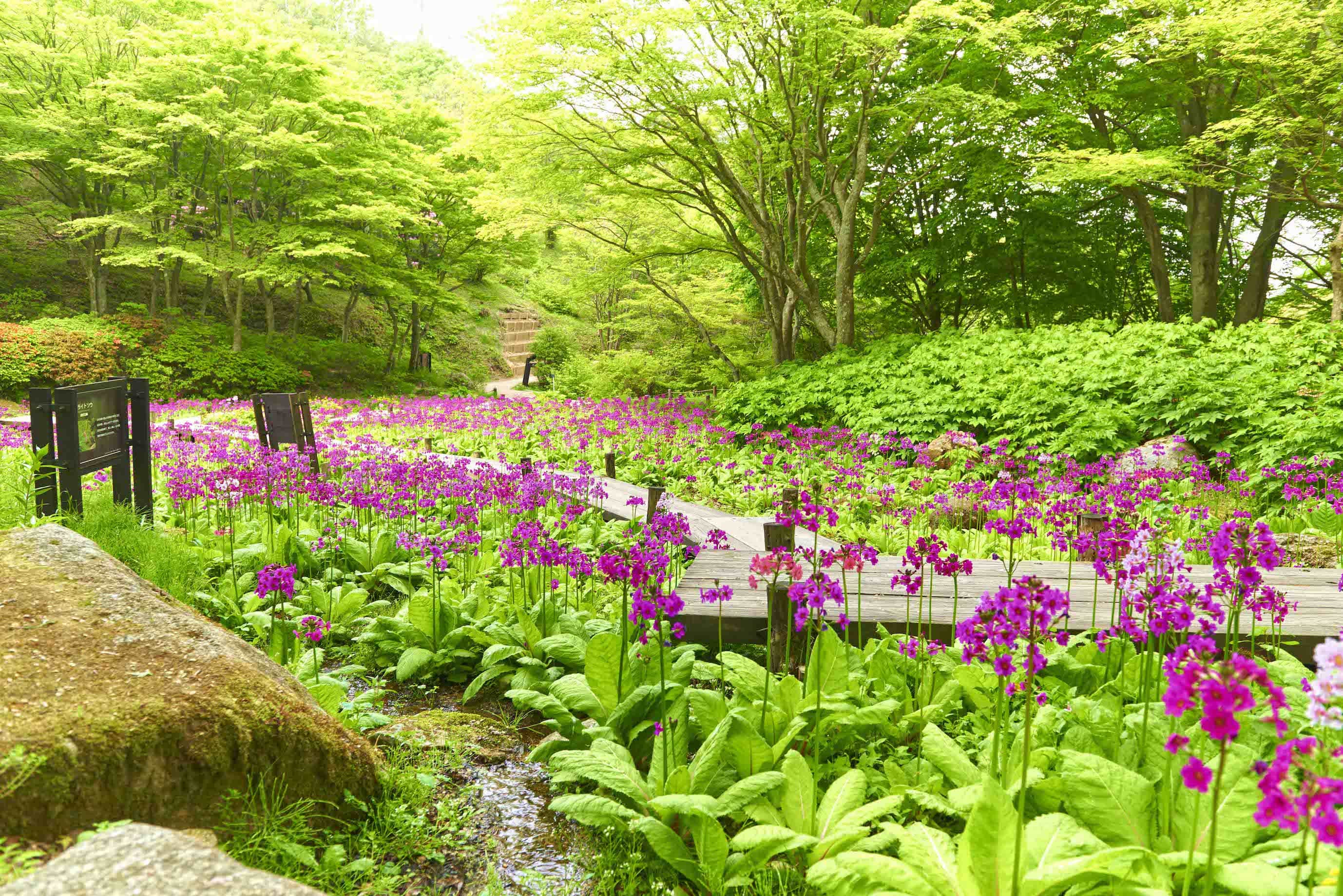 六甲高山植物園の見頃と開花状況は？割引や混雑回避の裏ワザを徹底検証！