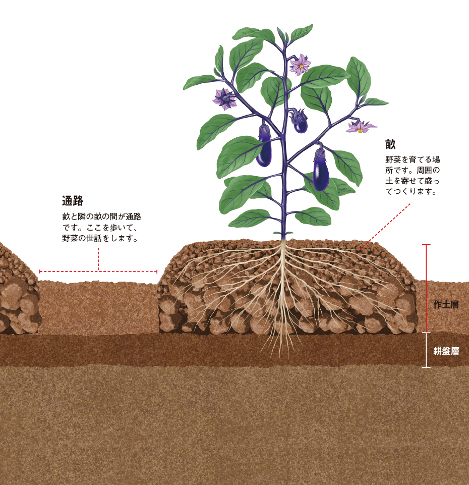 畑の畝の作り方完全攻略｜野菜が激変する幅・高さと失敗ゼロの土作り