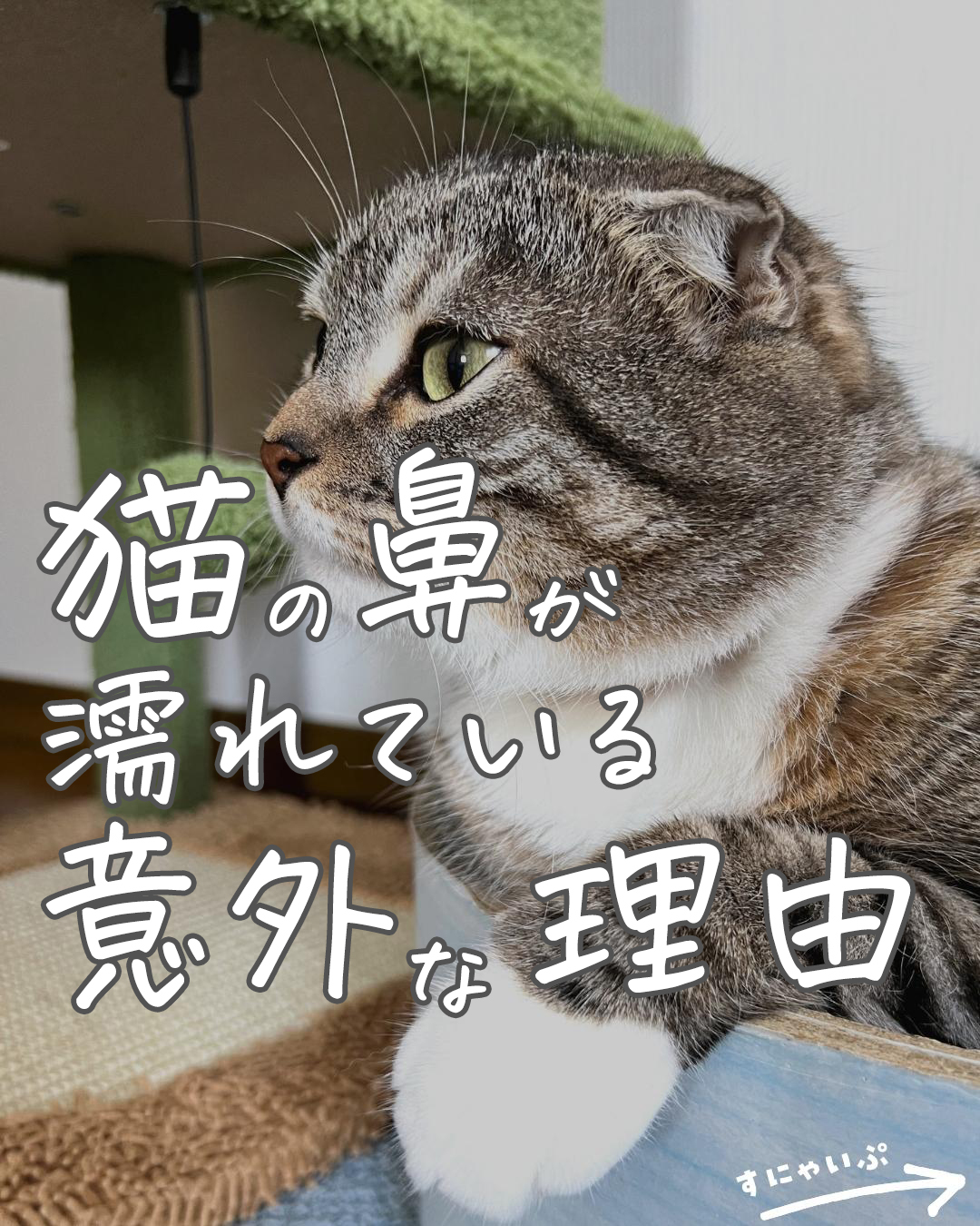 猫の鼻が濡れているのは健康の証か？病気サインとの境界線を徹底検証
