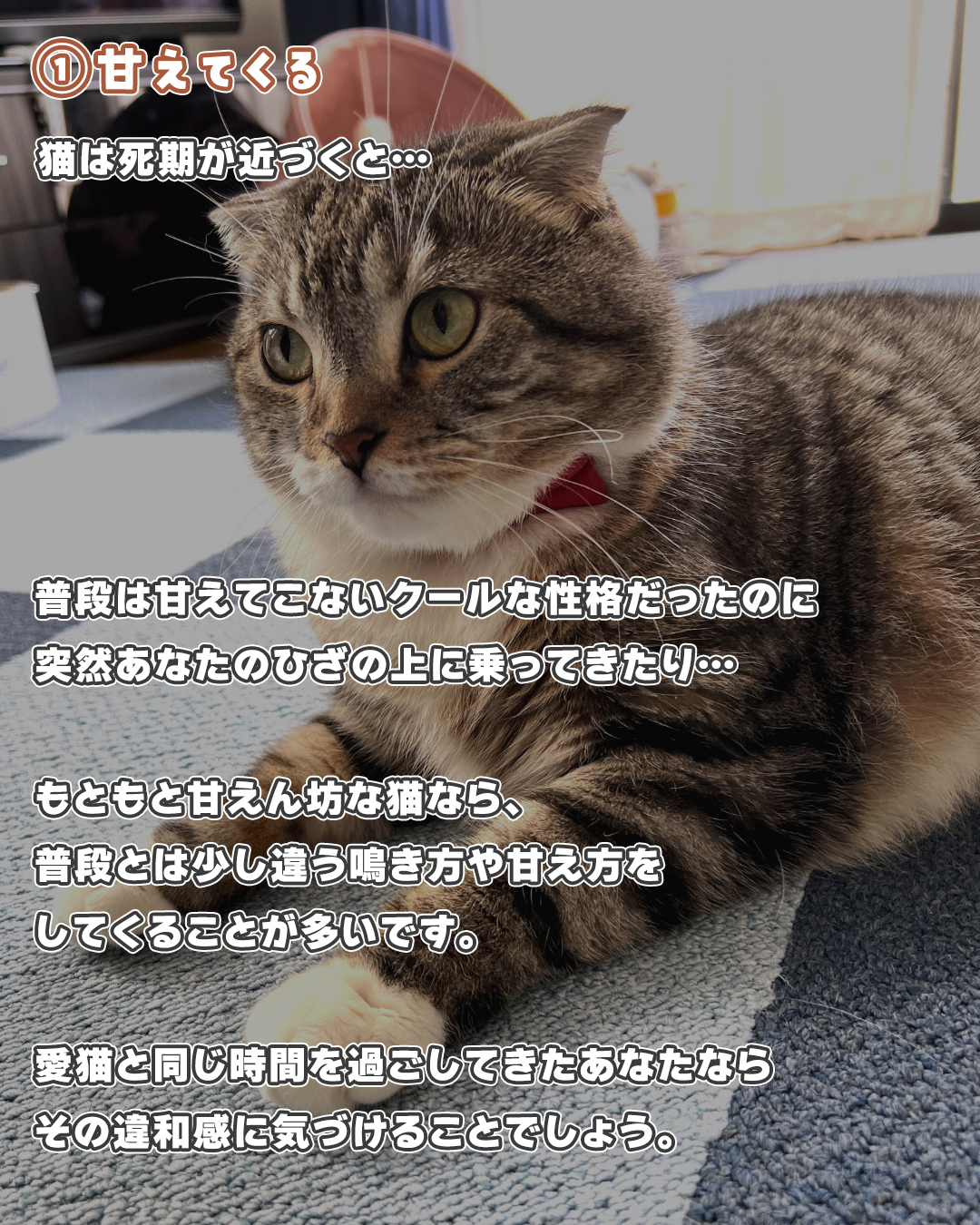 猫が死ぬ前に挨拶する真相とは？最後の甘えと後悔しない看取りの全技術