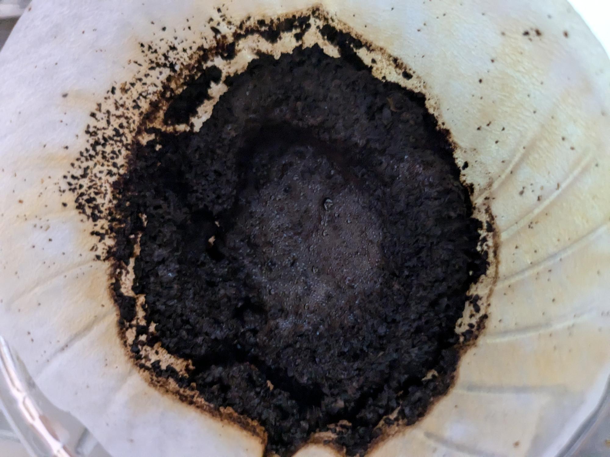 ホオズキカメムシにコーヒーは効く？劇的忌避の真相と無農薬撃退法