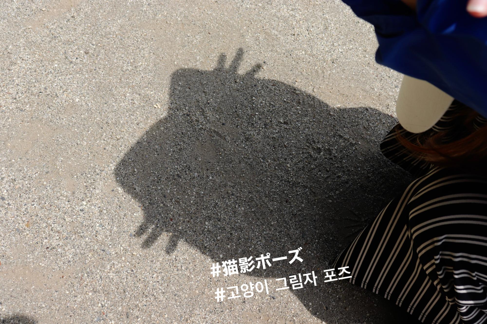 猫の影が巨大猛獣に？Sns話題の錯視真相と愛猫の心理・撮影術を解明