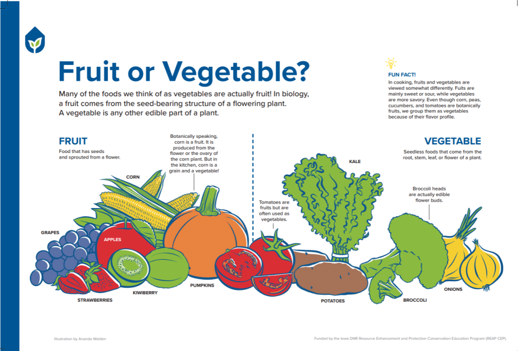What Is a Fruit Vegetable